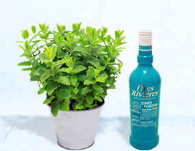 Pied de menthe, h.40 cm livré dans son pot en zinc, accompagné de son rhum blanc Trois Rivières - Cuvée de l'océan (75cl) et de sa recette de Mojito